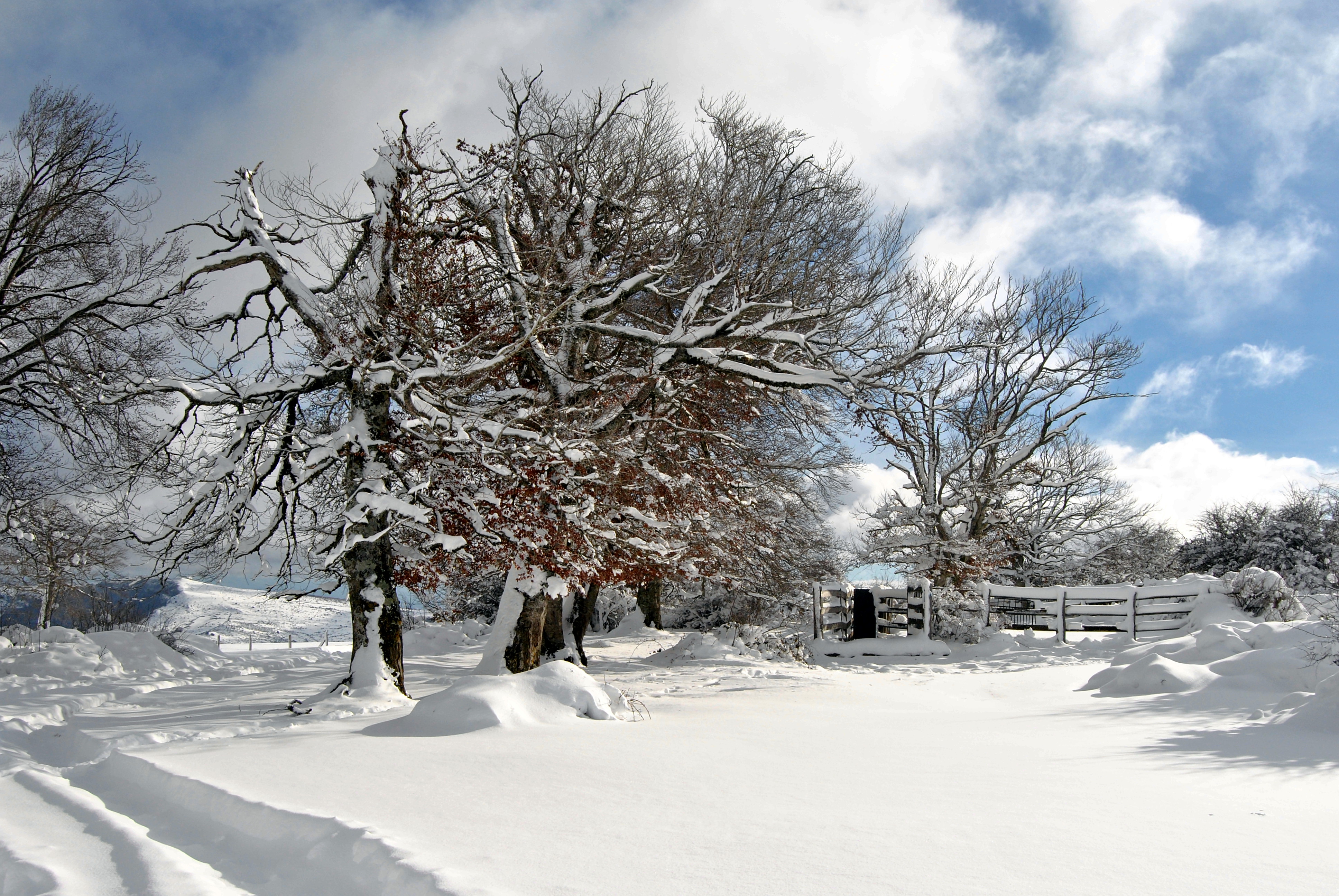 Primer premio: Siete Hayas invernal - Autora: Marta Agote